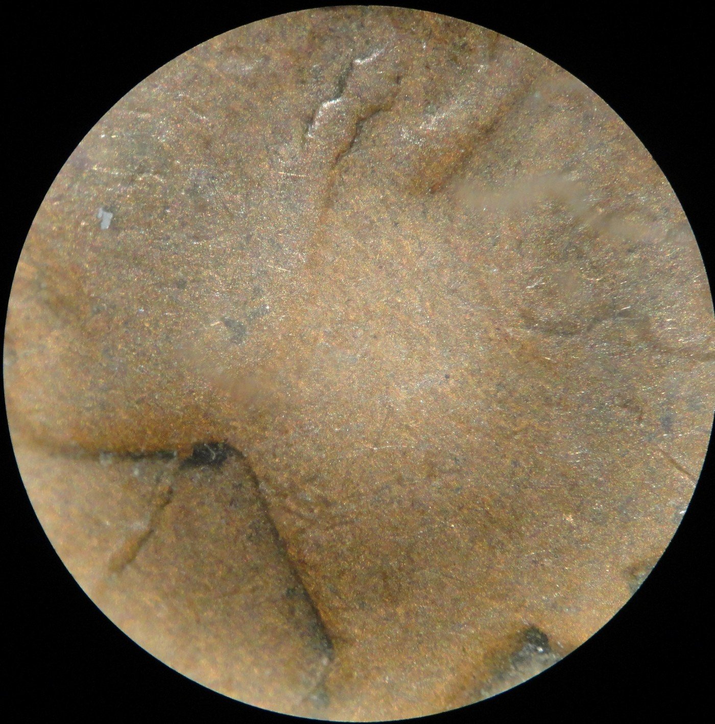 1864 No-L CRK-001 - Indian Head Penny